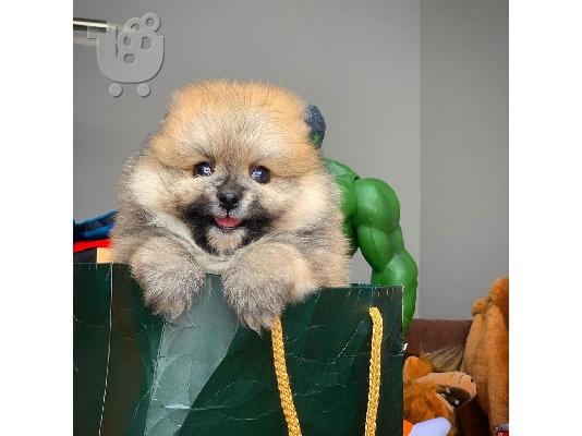 άνδρες και γυναίκες Pomeranian